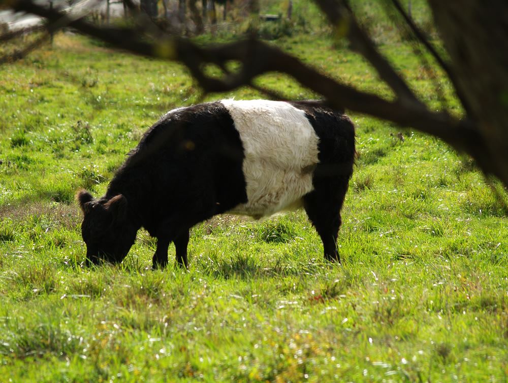 Belted Galloway cows in the pasture 9